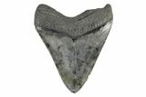Serrated, Fossil Megalodon Tooth - South Carolina #168051-2
